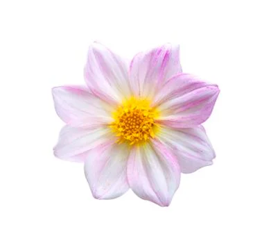 Dahlia background texture Stock Photos