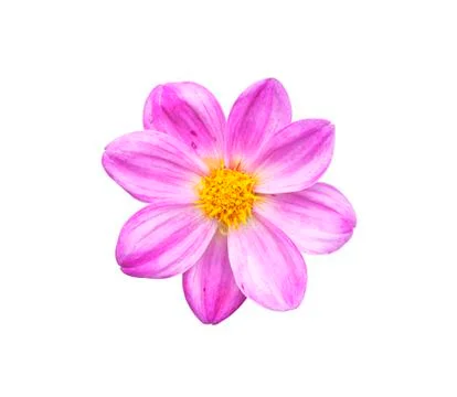 Dahlia background texture Stock Photos