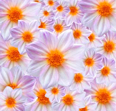 Dahlia background texture Stock Photos