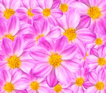 Dahlia background texture Stock Photos