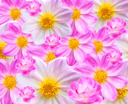 Dahlia background texture Stock Photos