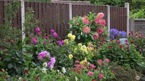The dahlia bed in August, 2025. Stock Footage 319473592