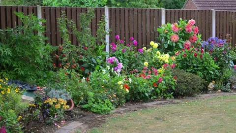 The dahlia bed in August, 2025. Stock Footage 321459428