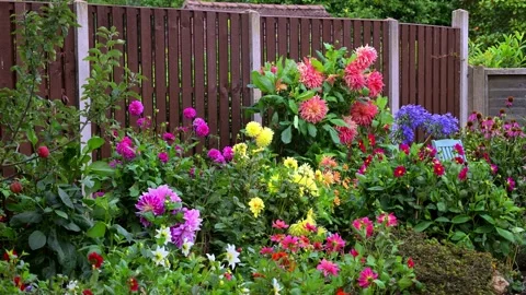 The dahlia bed in August, 2025. Stock Footage 321459431