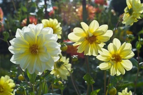 Dahlia in bloom Stock Photos