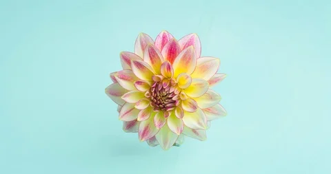 Dahlia blooming Stock-Footage 130107891