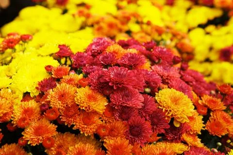 Dahlia bouquets Stock Photos
