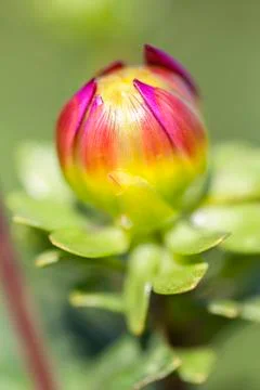 Dahlia - bud Foto stock