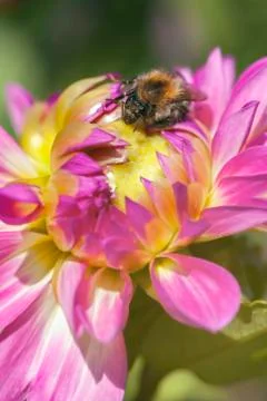 Dahlia - Bumblebee 库存照片