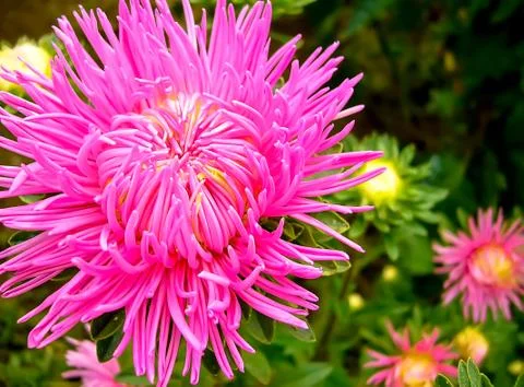 Dahlia-cactus Stock Photos