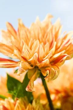 Dahlia, close-up Stock Photos