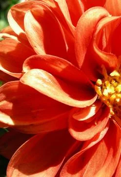 Dahlia closeup Stock Photos