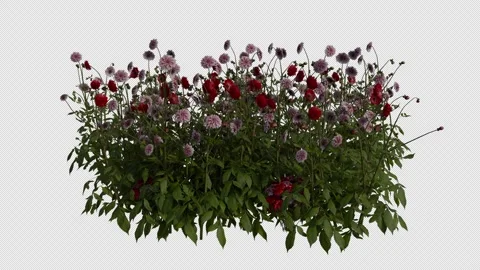 Dahlia Field blowing in the wind Loop Animation. Alpha Channel Stock Footage 308613213