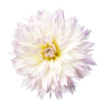 Dahlia flowe Stock Photos