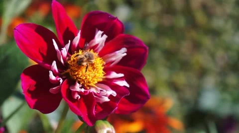 Dahlia Flower with a bee Stock Footage 43800956
