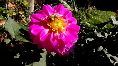 Dahlia flower with bee Stock Footage 118834334