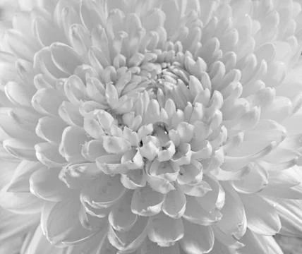 Dahlia flower black and white scanned closeup photo. shot with view camera. f Stock Photos