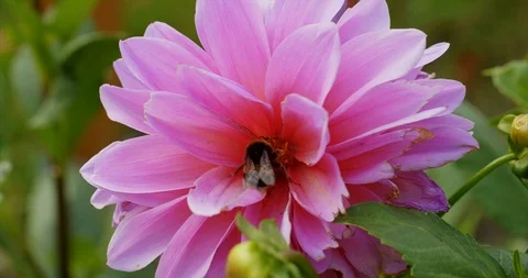 Dahlia flower with bumblebee Stock Footage 115573924