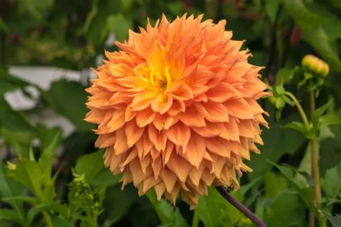 Dahlia flower close up. Stock Photos