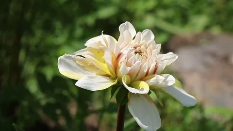 Dahlia flower closeup 動画素材 69101250
