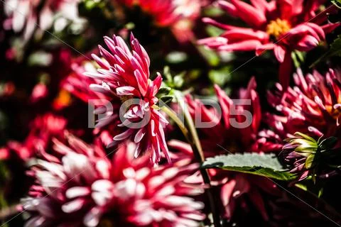 Dahlia flower design perfect background Stock Photos