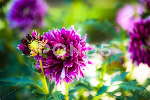 Dahlia flower design perfect background Stock Photos