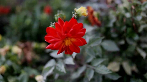 Dahlia flower Stock Footage 36150352