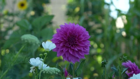 Dahlia Flower Stock Footage 246877685
