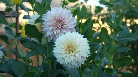 Dahlia Flower Stock Footage 246878019