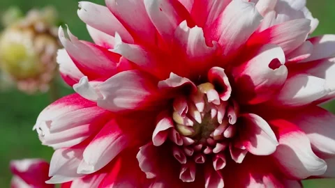 Dahlia flower Stock Footage 328231936