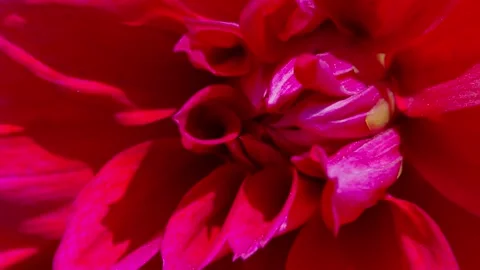 Dahlia flower Stock Footage 328231945