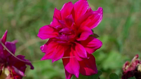 Dahlia flower Stock Footage 328231957