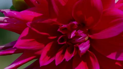 Dahlia flower Stock Footage 328232080