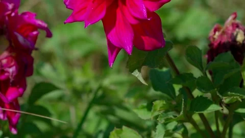 Dahlia flower Stock Footage 328232155