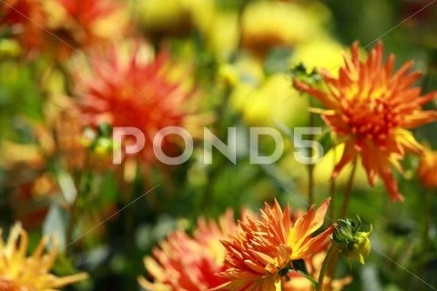 Dahlia flower at morning light in green garden Stock Photos