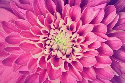 Dahlia flower petals pattern close-up. Background Stock Photos