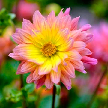 Dahlia flower Stock Photos