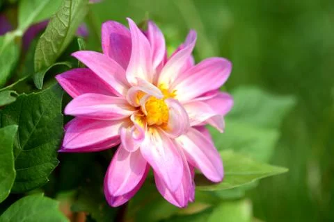 Dahlia flower Stock Photos