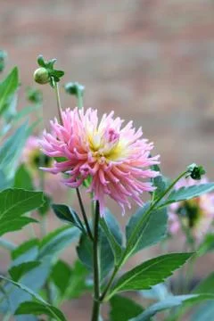 Dahlia flower Stock Photos