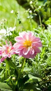 A dahlia flower Stock Photos