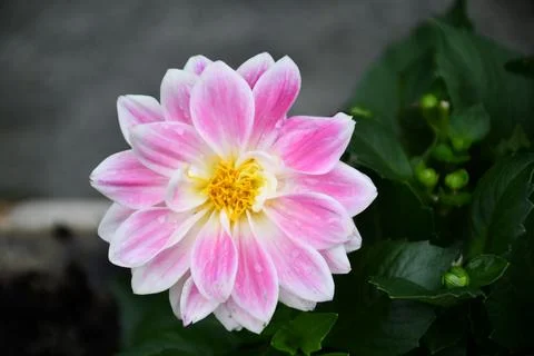 Dahlia flower Stock Photos