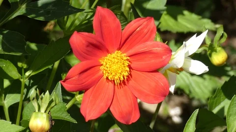 Dahlia Flower Red Sway In the Wind Stock Footage 80550758