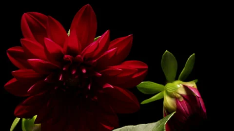Dahlia Flower Timelapse Stock Footage 38921668