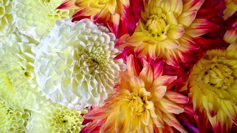 Dahlia Flowers in different colours Stock Footage 167570063