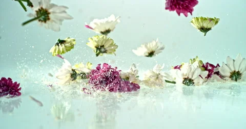 Dahlia flowers falling onto a white surface Video stock 153154527