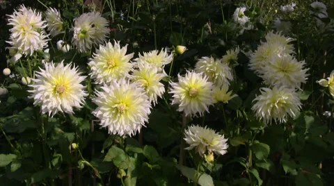 Dahlia flowers Stock Footage 55774993