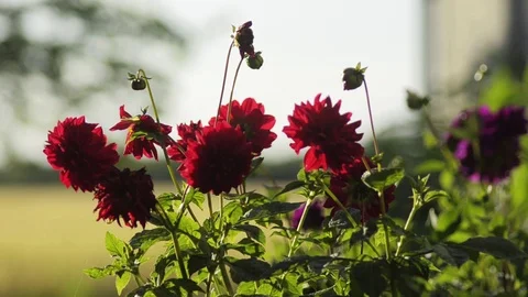 Dahlia flowers Stock Footage 101988142