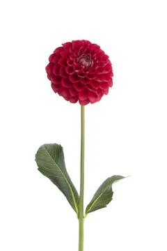 Dahlia flowers isolated Stock Photos