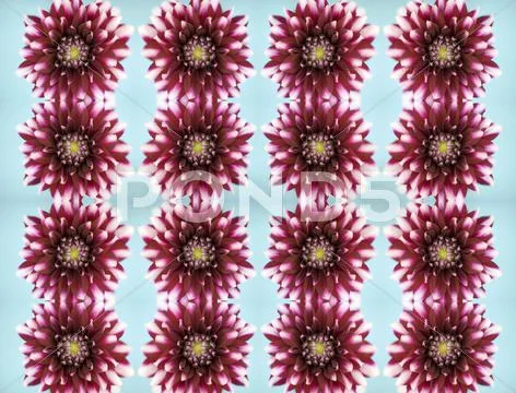Dahlia flowers Stock Photos