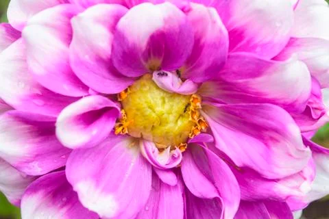 Dahlia flowers Stock-Fotos